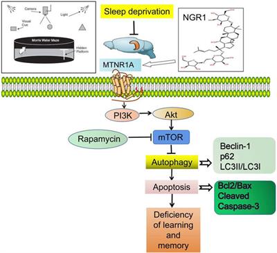 Corrigendum: Notoginsenoside R1 Reverses Abnormal Autophagy in Hippocampal Neurons of Mice With Sleep Deprivation Through Melatonin Receptor 1A